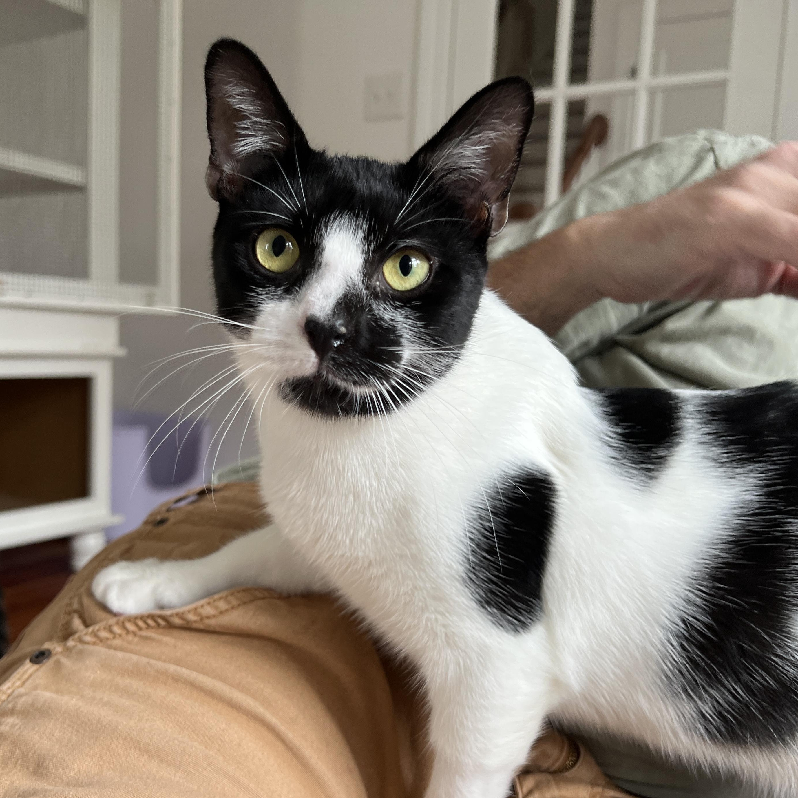 Oreo, Adoptable, Kitten Male Domestic Medium Hair.