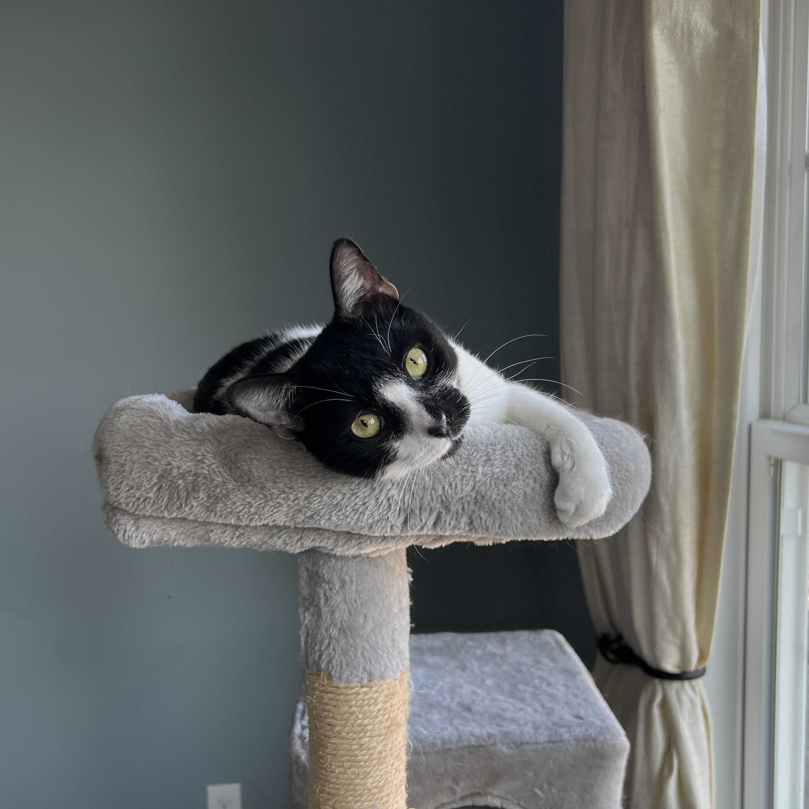 Oreo, Adoptable, Young Male Domestic Medium Hair.