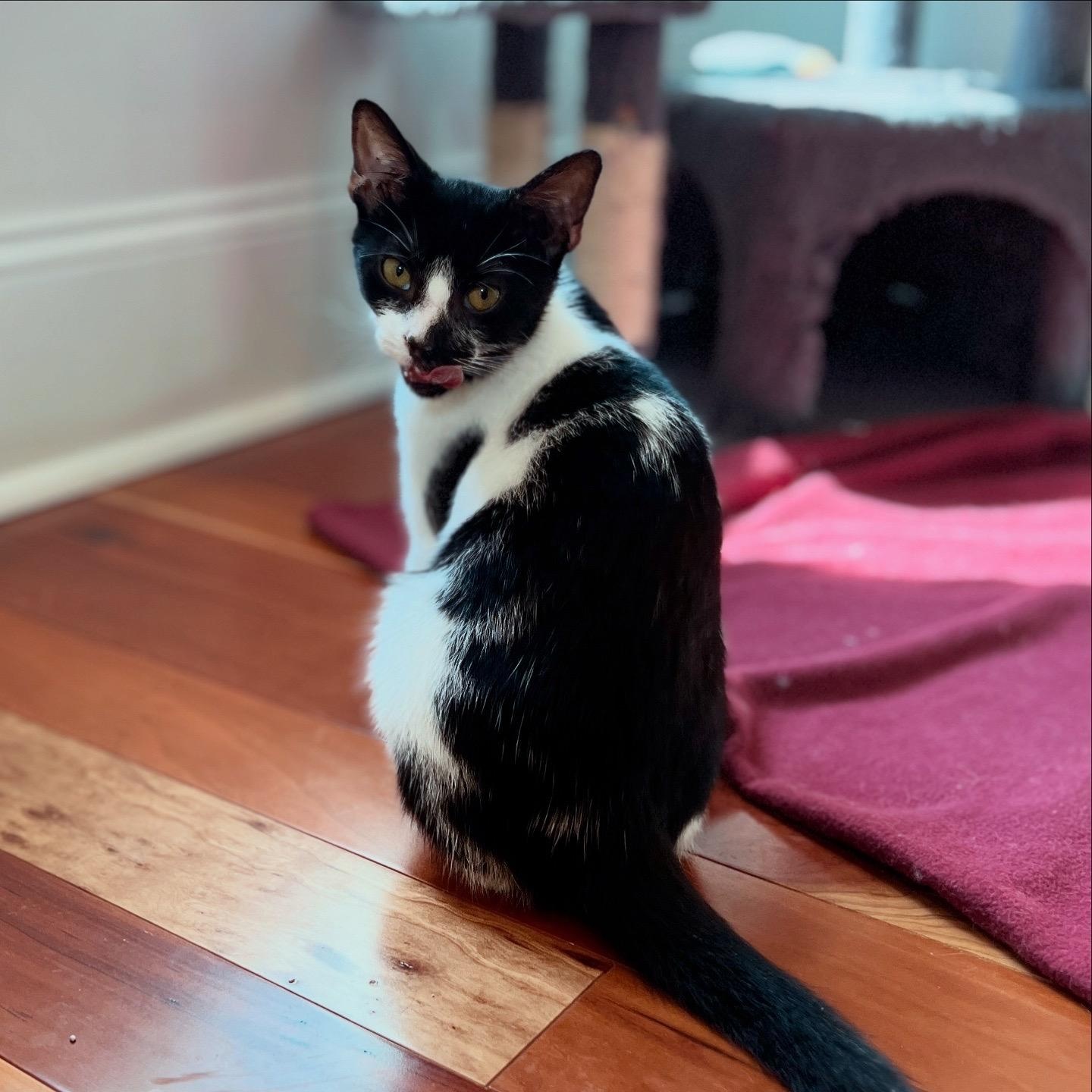 Oreo, Adoptable, Kitten Male Domestic Medium Hair.