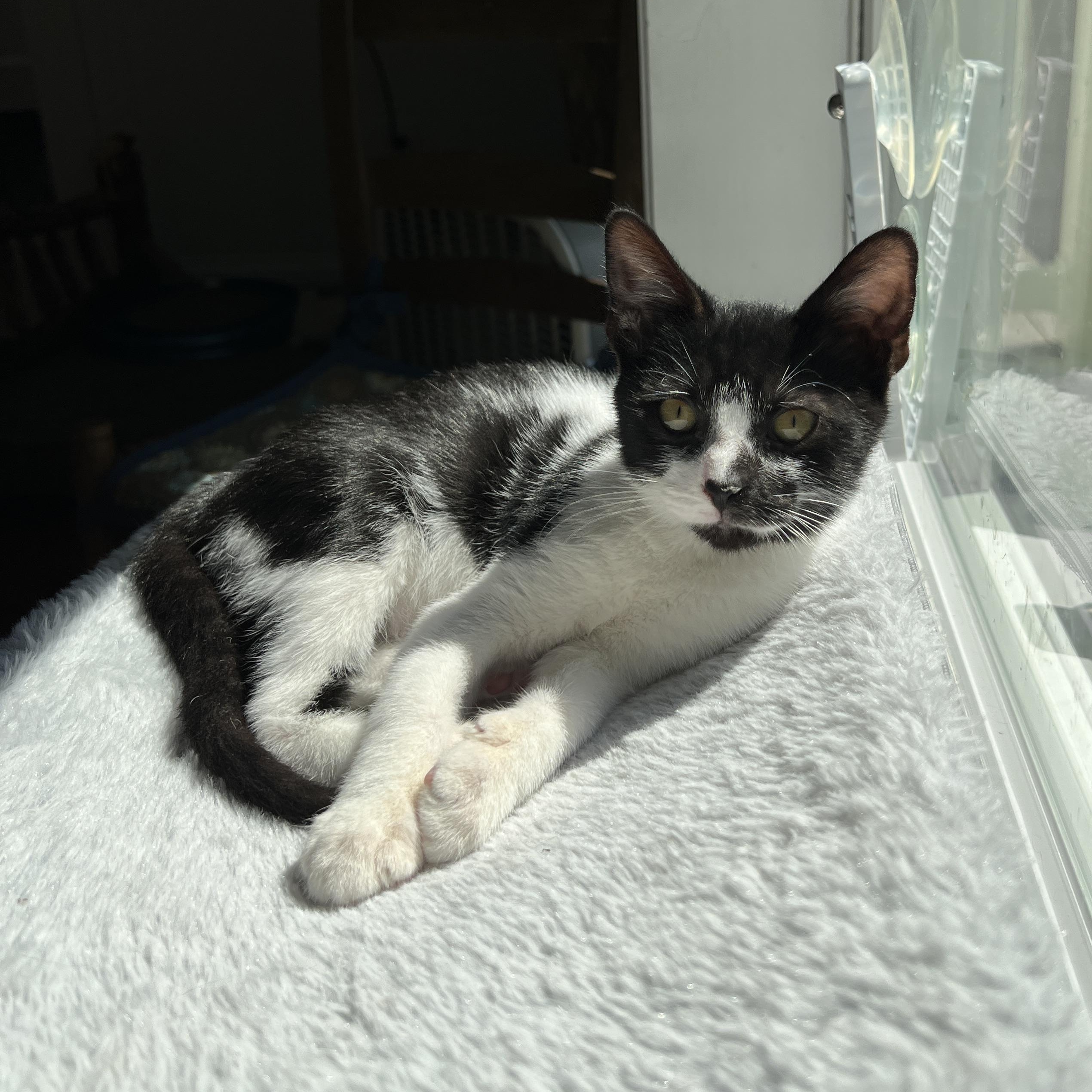Enlarge Oreo, a Adoptable Domestic Medium Hair in New Bern, NC image 1/6