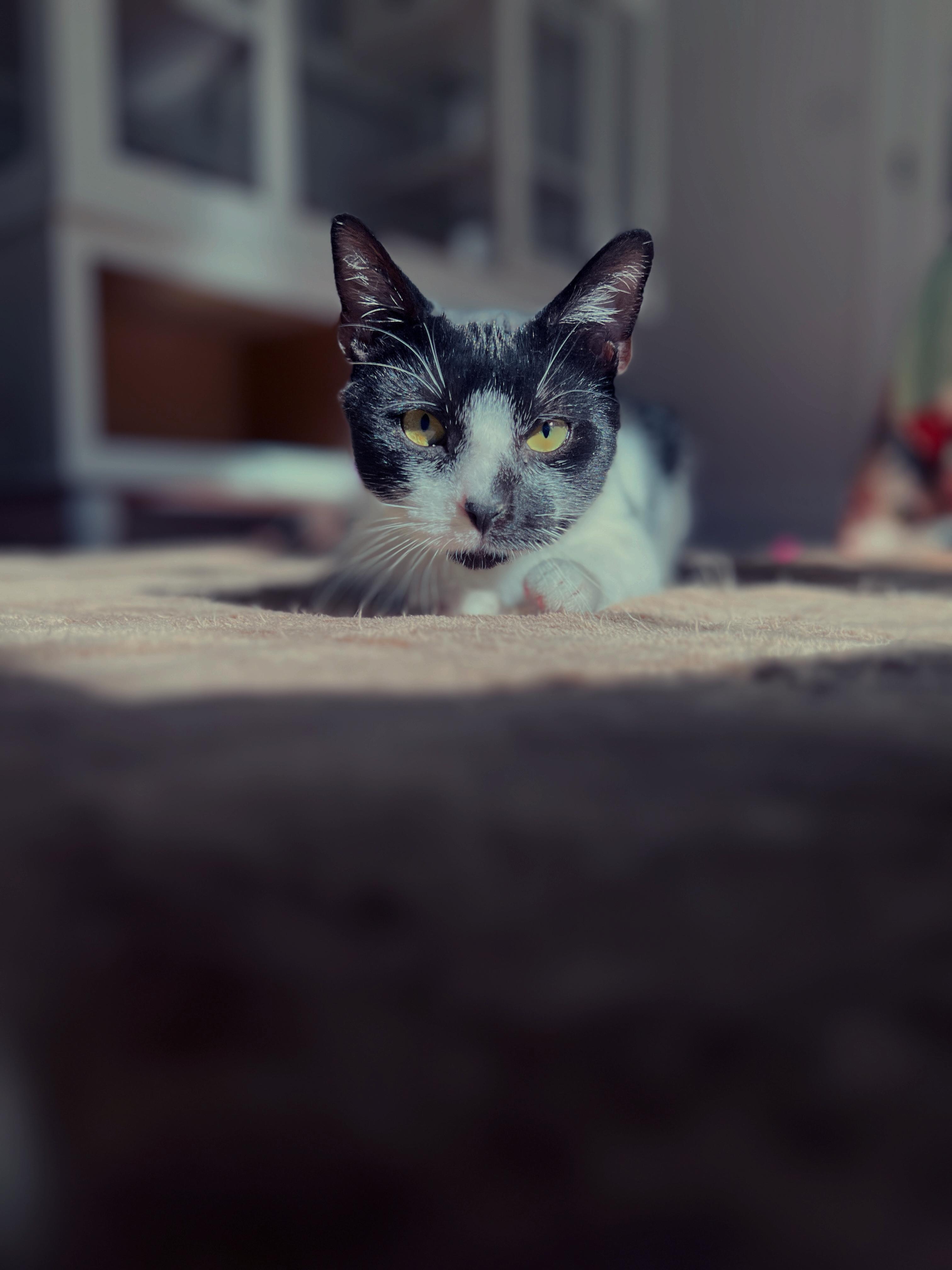 Oreo, a Adoptable Domestic Medium Hair in New Bern, NC image 4/6