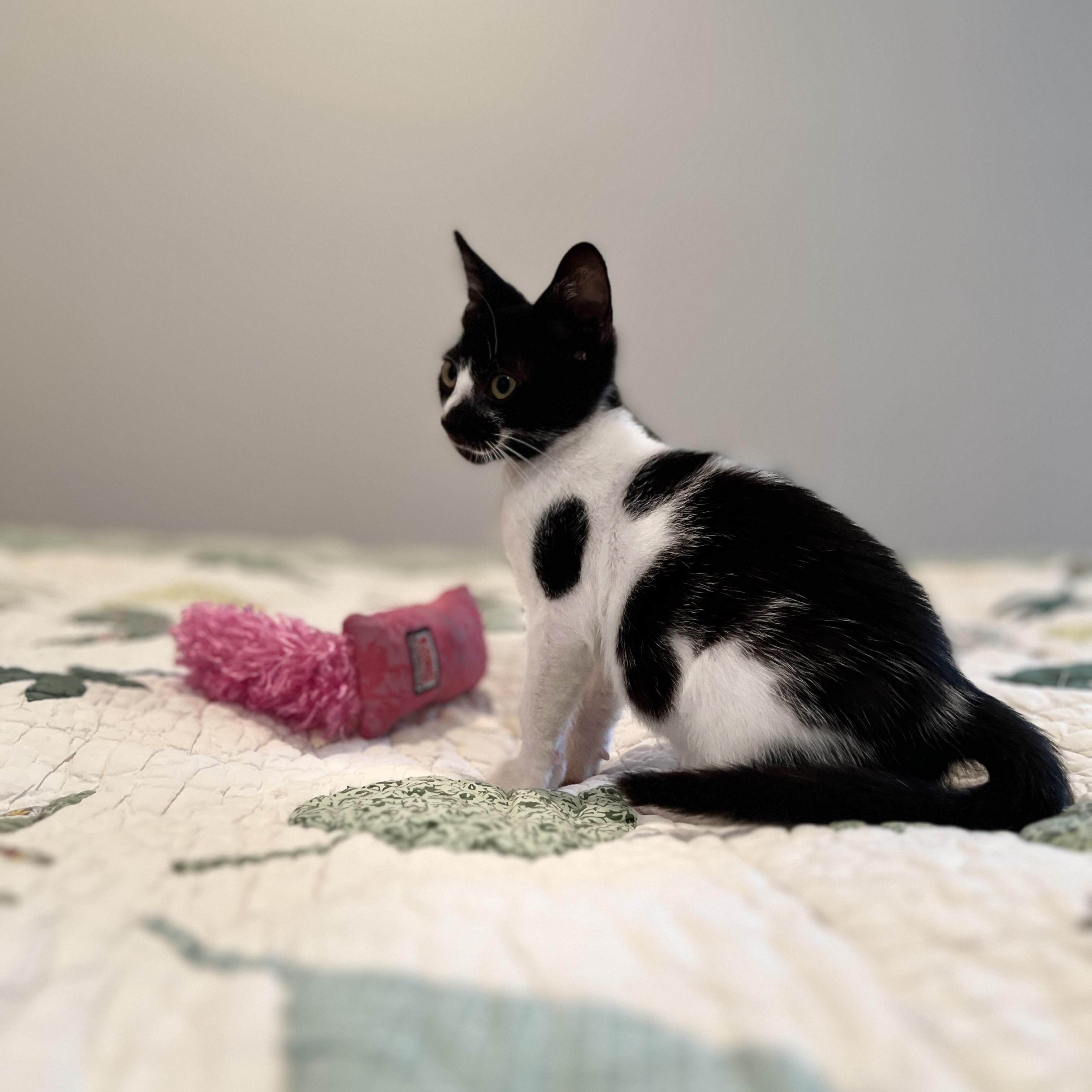 Oreo