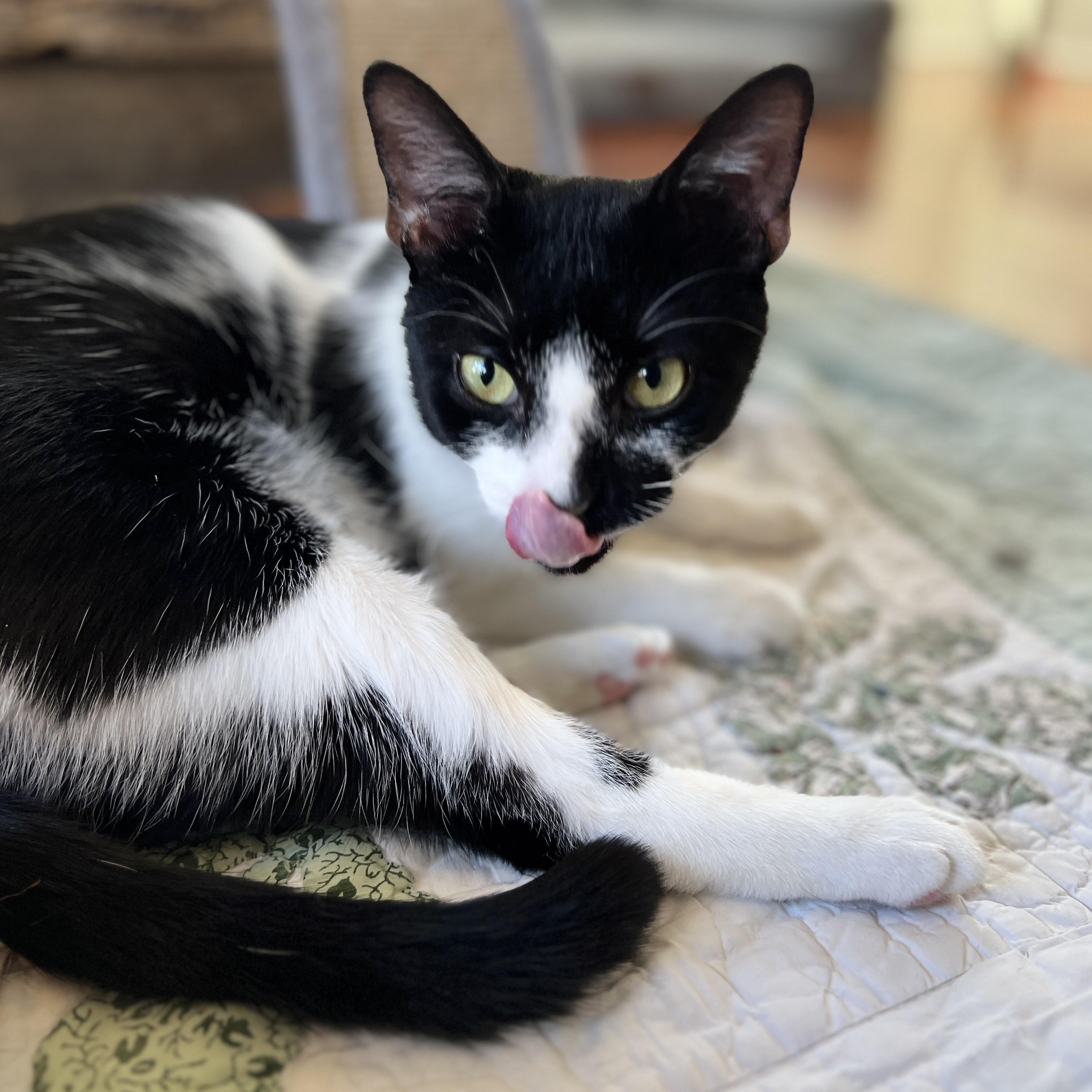 Oreo, Adoptable, Kitten Male Domestic Medium Hair.