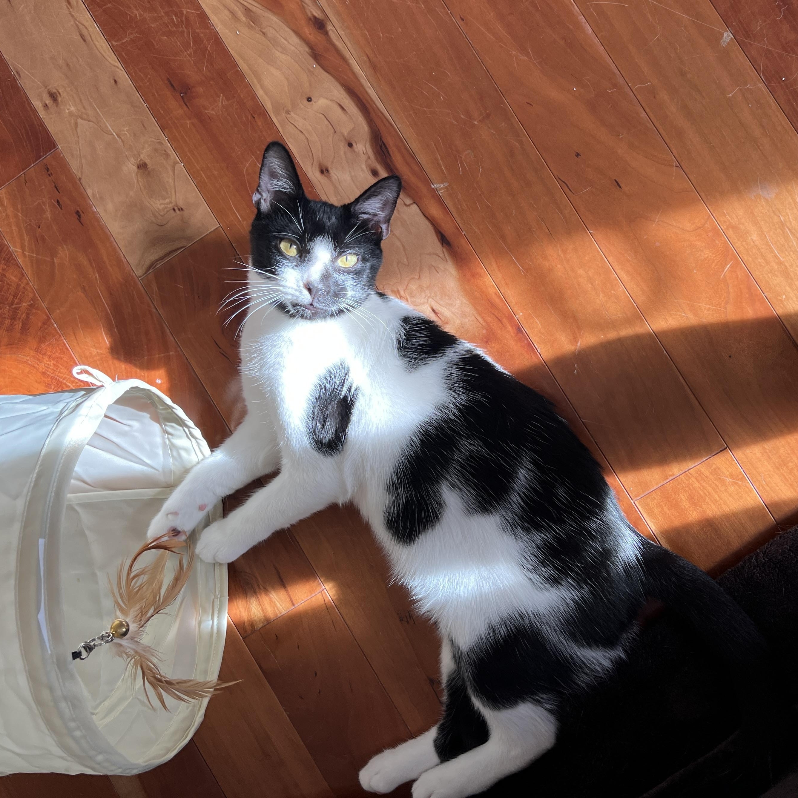 Oreo, a Adoptable Domestic Medium Hair in New Bern, NC image 2/6