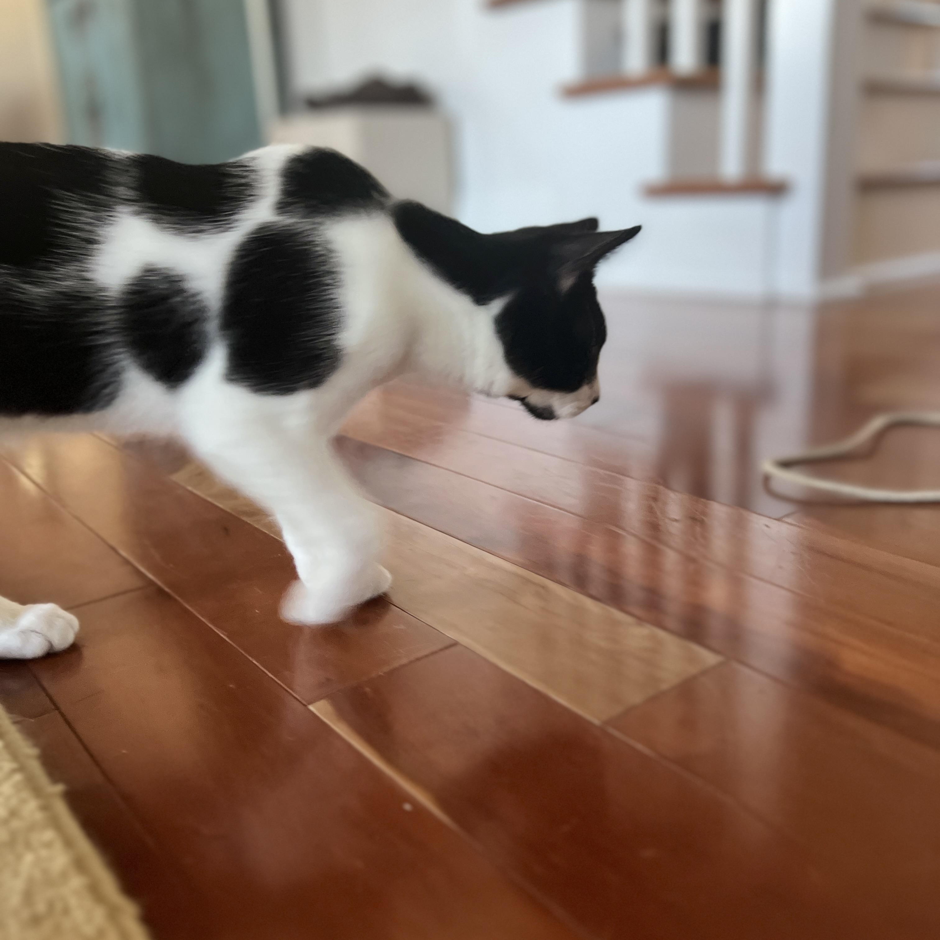 Enlarge Oreo, a Adoptable Domestic Medium Hair in New Bern, NC image 4/6