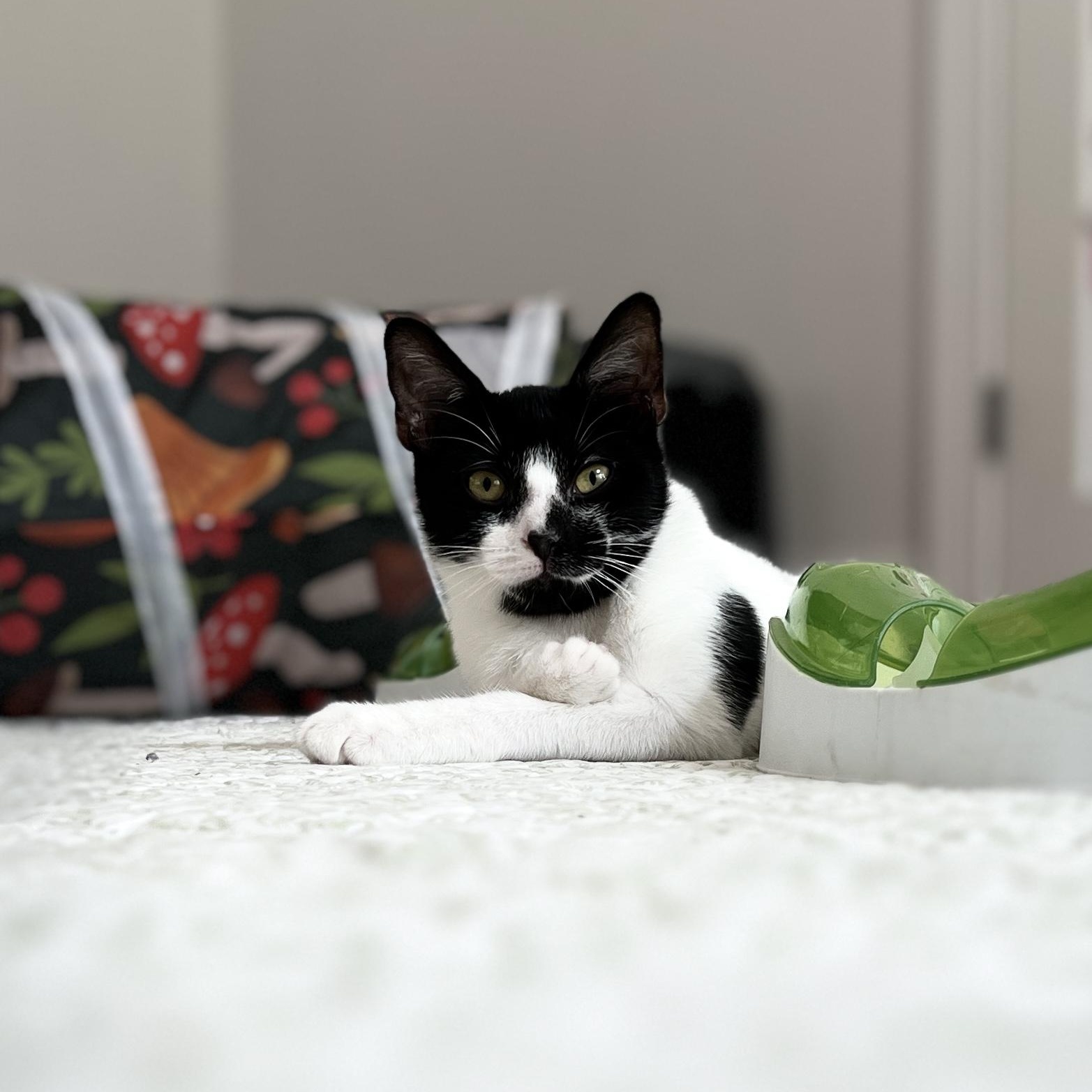 Enlarge Oreo, a Adoptable Domestic Medium Hair in New Bern, NC image 3/6