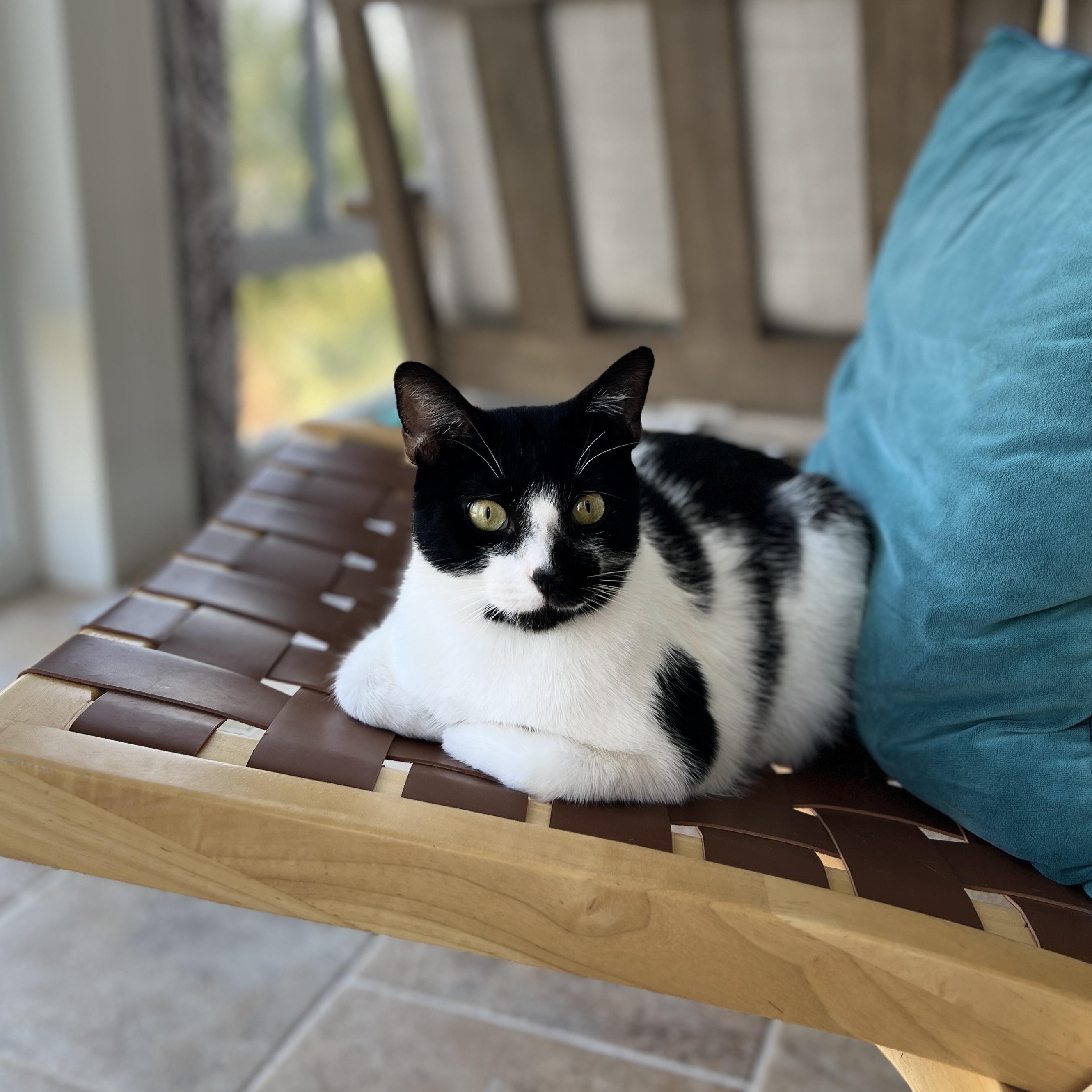 Enlarge Oreo, a Adoptable Domestic Medium Hair in New Bern, NC image 3/6