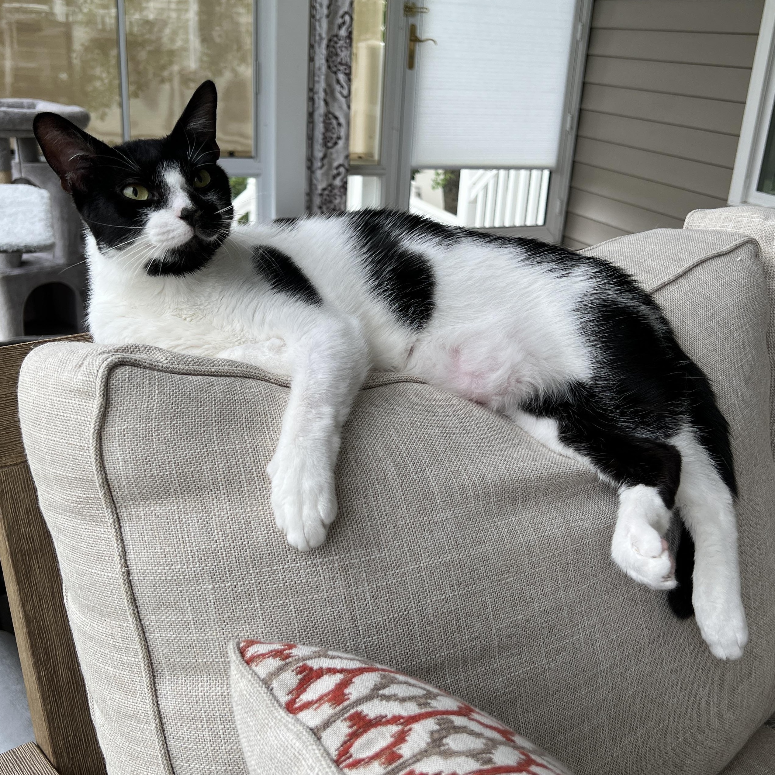 Oreo, Adoptable, Young Male Domestic Medium Hair.