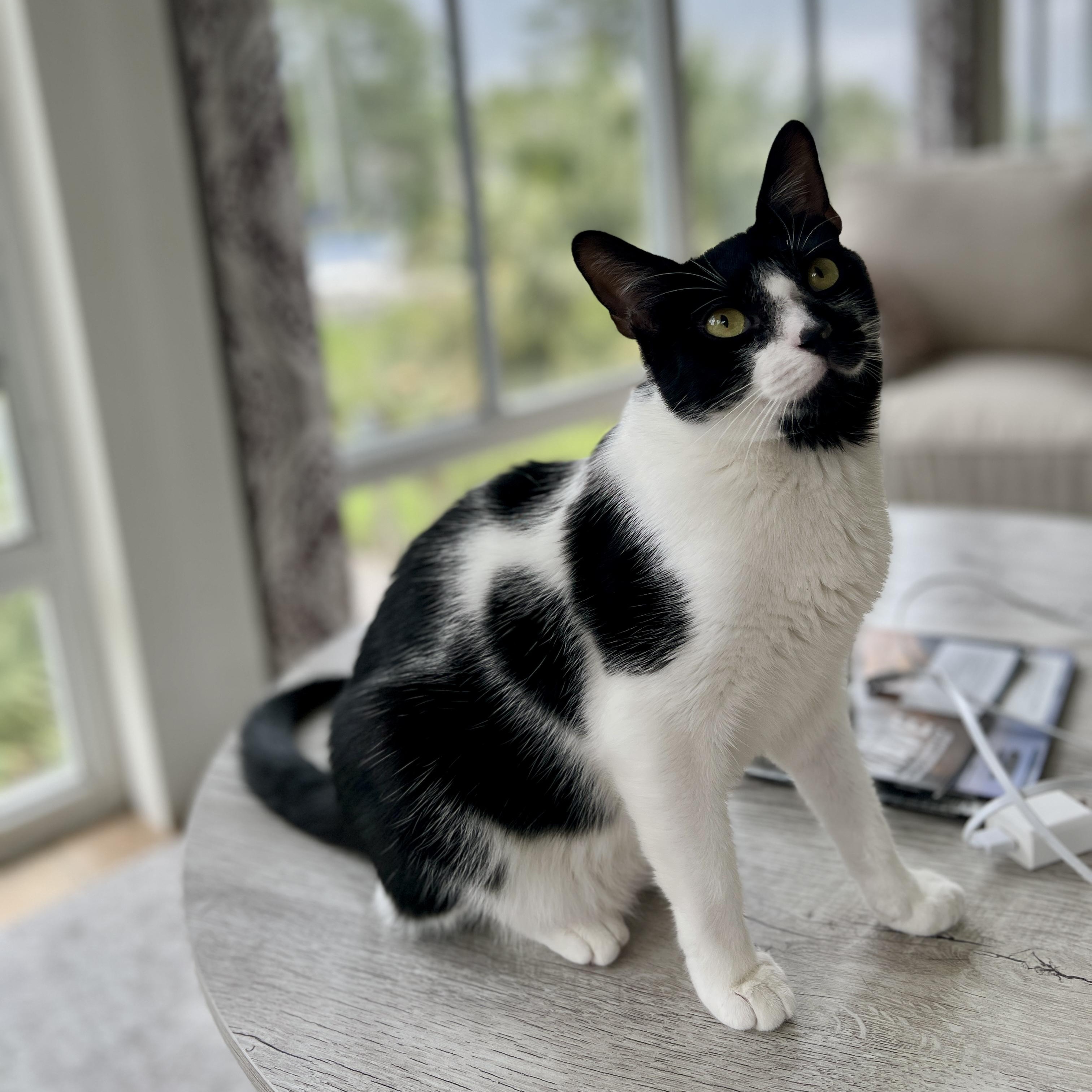 Oreo, a Adoptable Domestic Medium Hair in New Bern, NC image 2/4