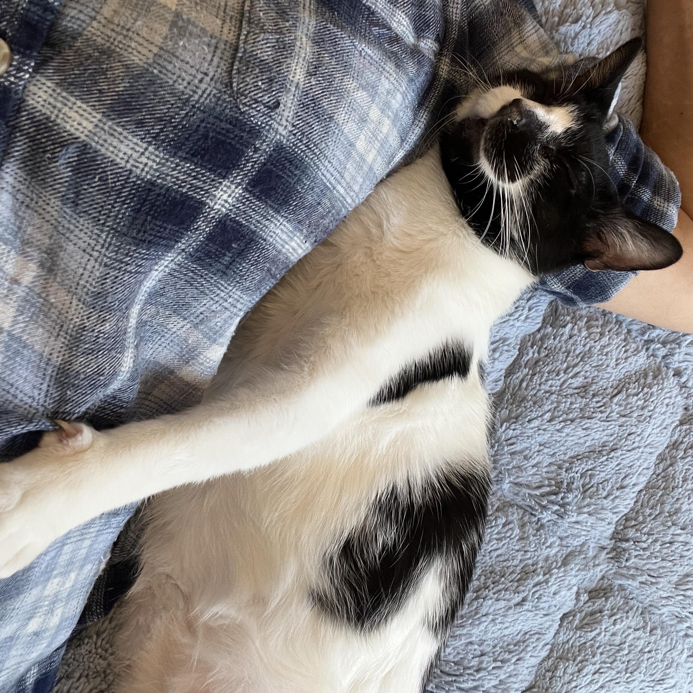 Enlarge Oreo, a Adoptable Domestic Medium Hair in New Bern, NC image 6/6