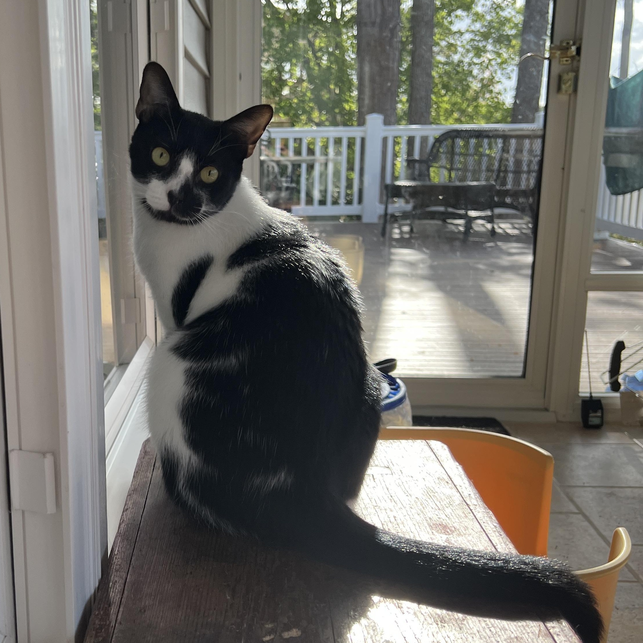Enlarge Oreo, a Adoptable Domestic Medium Hair in New Bern, NC image 2/6