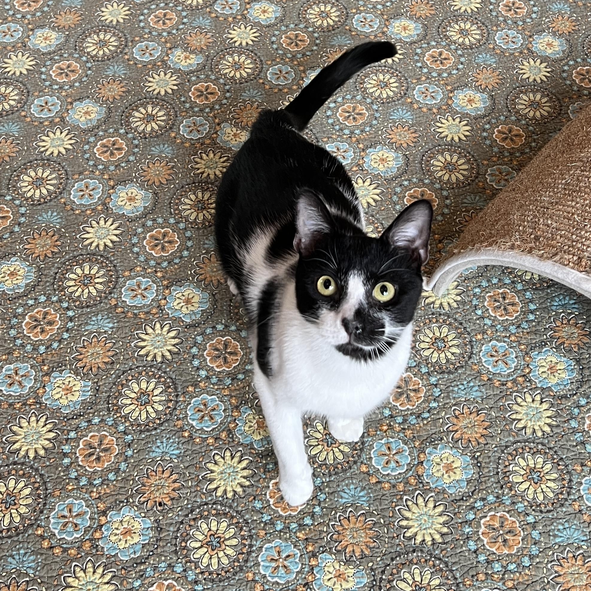 Oreo, a Adoptable Domestic Medium Hair in New Bern, NC image 6/6