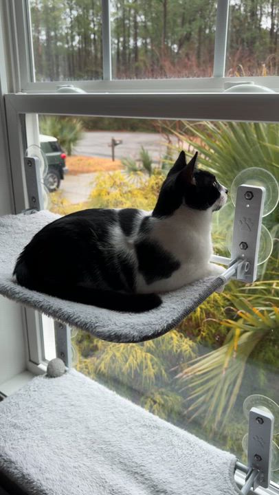 Enlarge Oreo, a Adoptable Domestic Medium Hair in New Bern, NC video 5/6