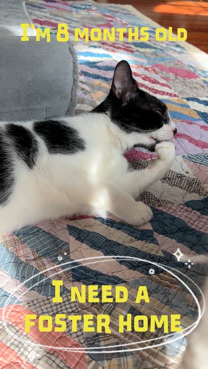 Enlarge Oreo, a Adoptable Domestic Medium Hair in New Bern, NC video 5/6