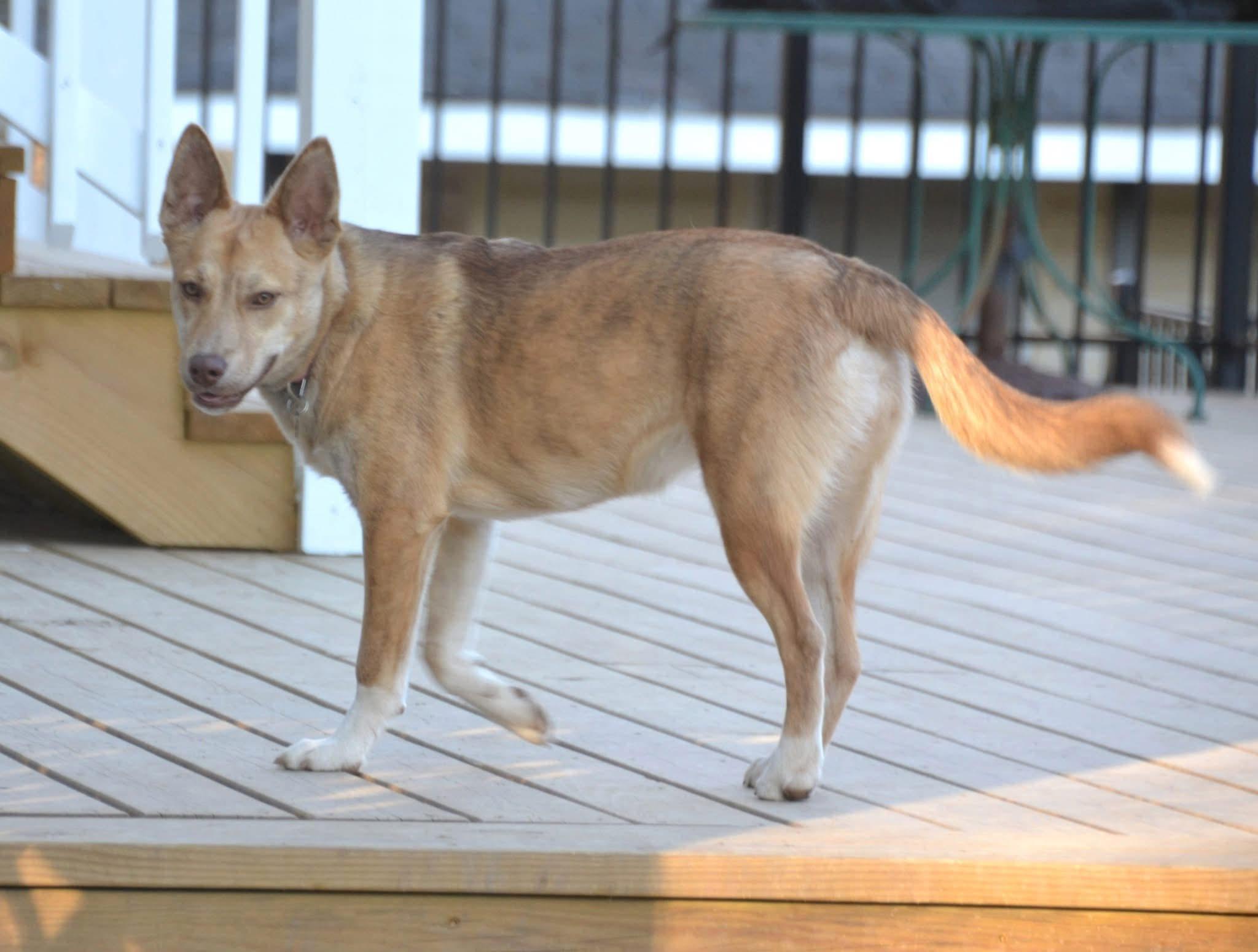 Enlarge Jasmine, a Adoptable mixed breed in Brattleboro , VT image 4/6