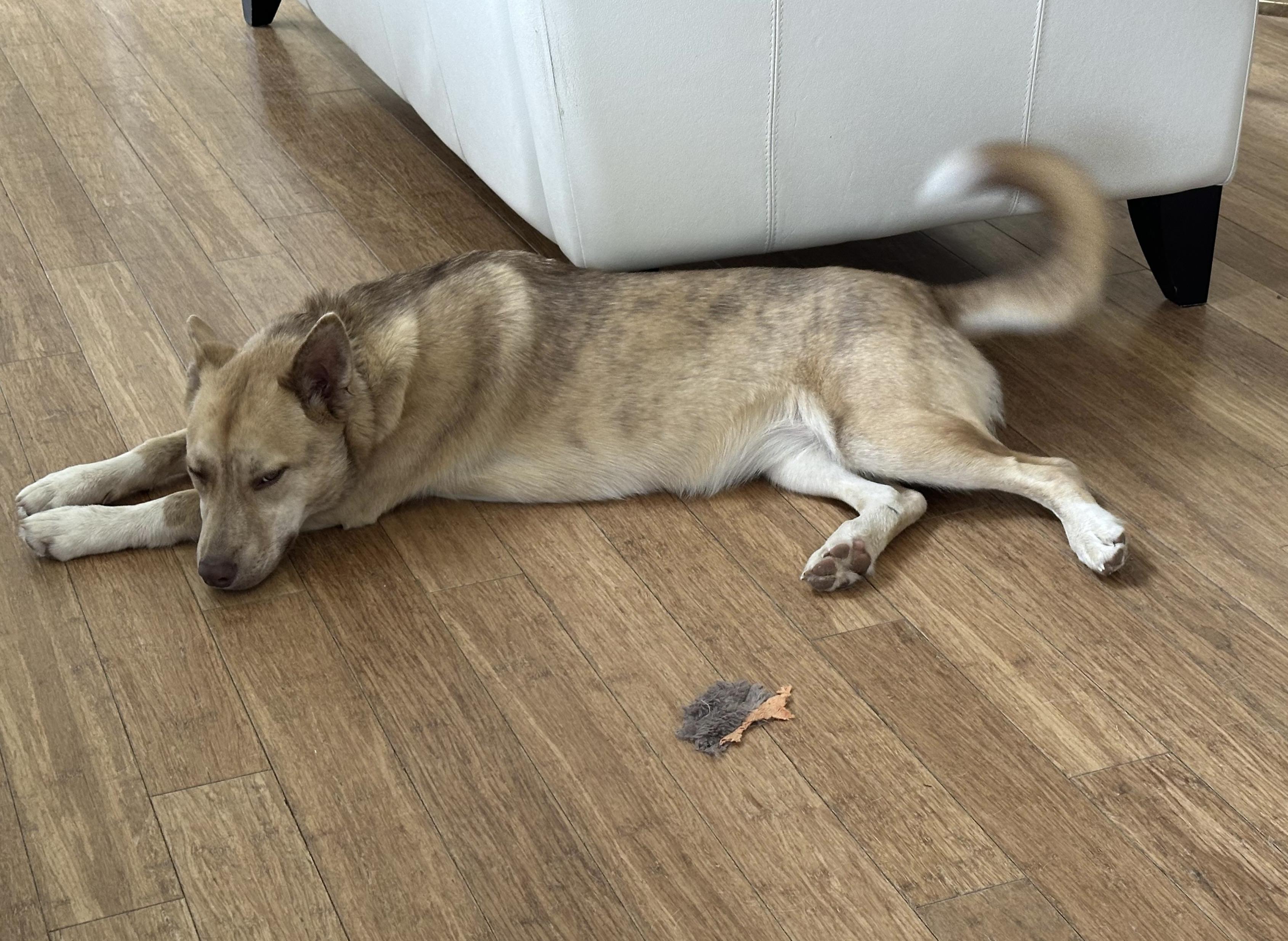 Enlarge Jasmine, a Adoptable mixed breed in Brattleboro , VT image 3/6