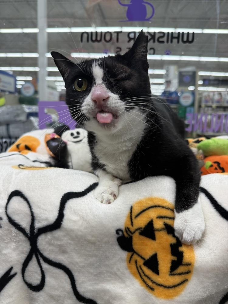 Maribel, Adoptable, Young Female Domestic Short Hair.