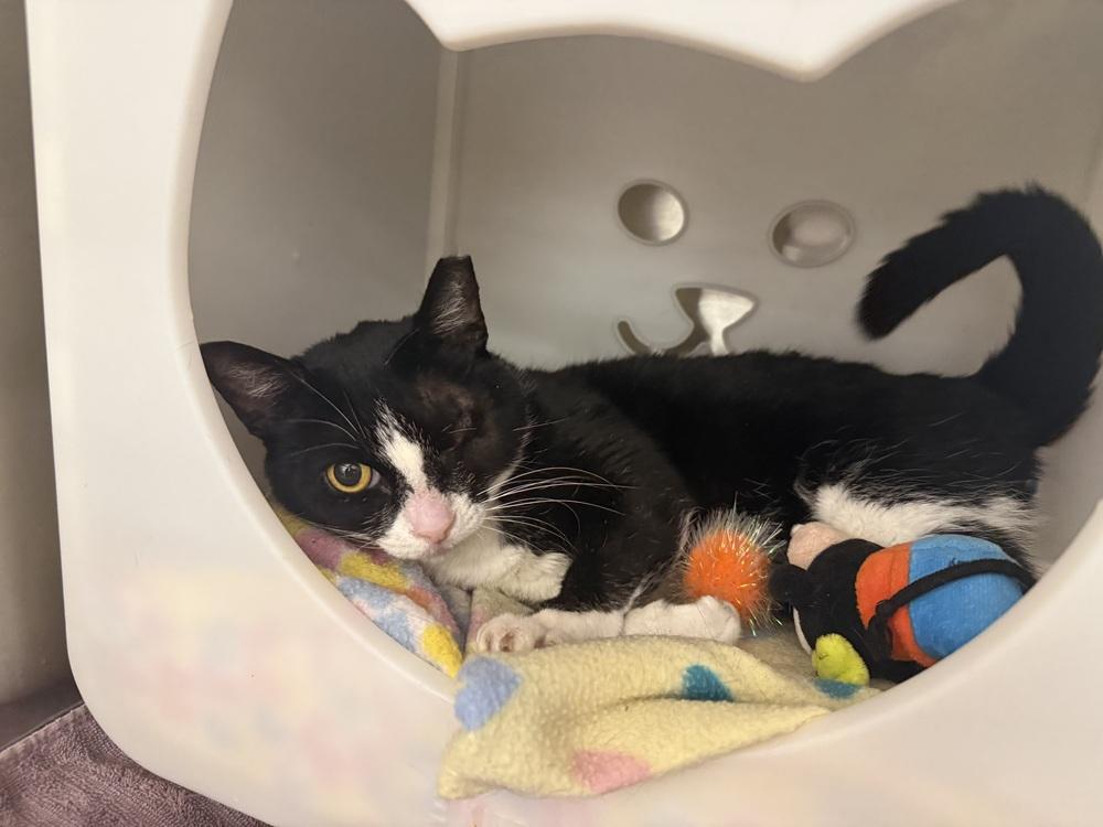 Enlarge Maribel, a Adoptable Domestic Short Hair in Orlando, FL image 2/6