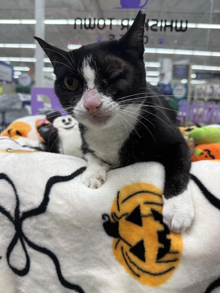 Enlarge Maribel, a Adoptable Domestic Short Hair in Orlando, FL image 3/6