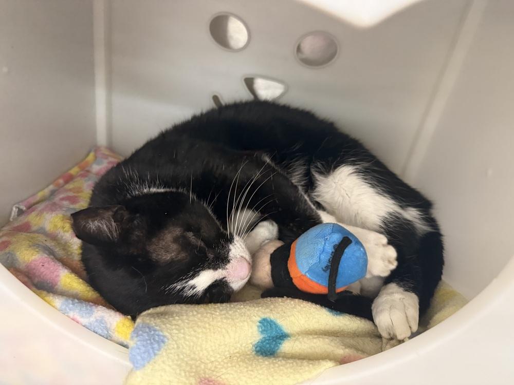Enlarge Maribel, a Adoptable Domestic Short Hair in Orlando, FL image 4/6
