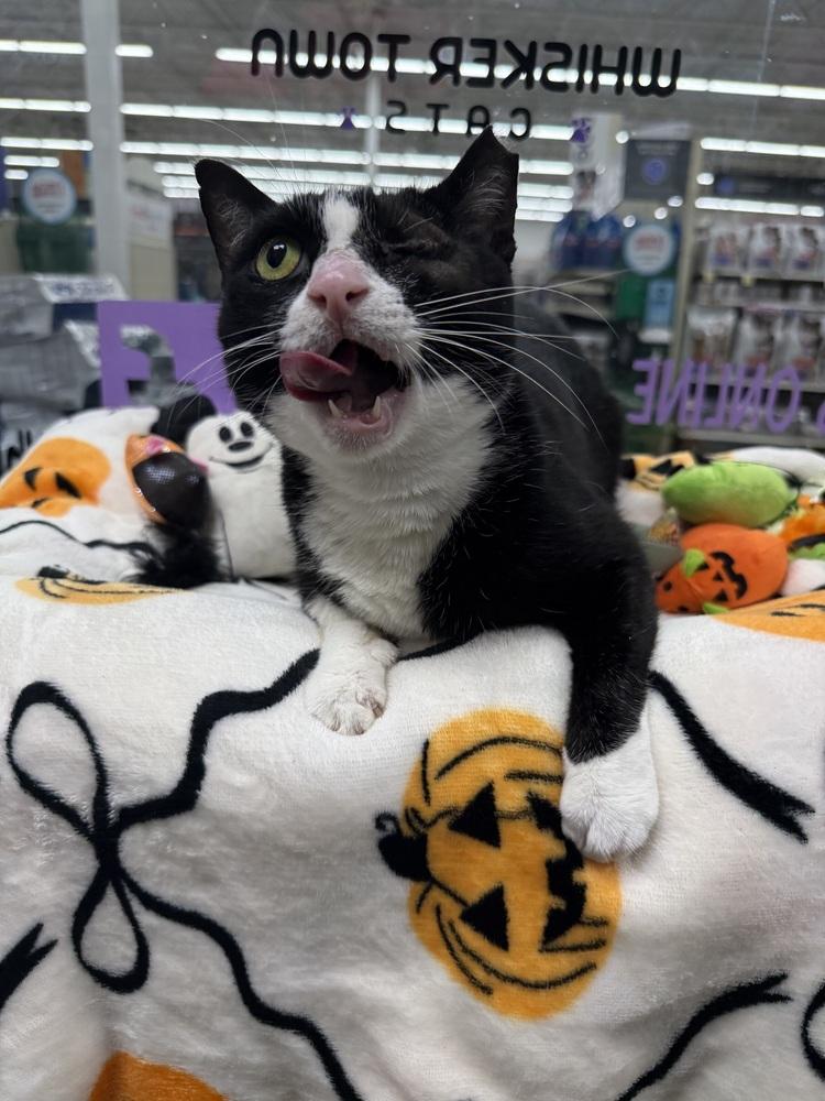 Enlarge Maribel, a Adoptable Domestic Short Hair in Orlando, FL image 5/6