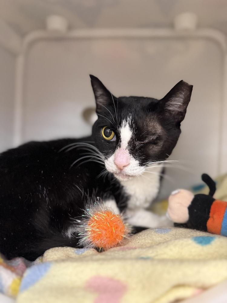 Enlarge Maribel, a Adoptable Domestic Short Hair in Orlando, FL image 6/6