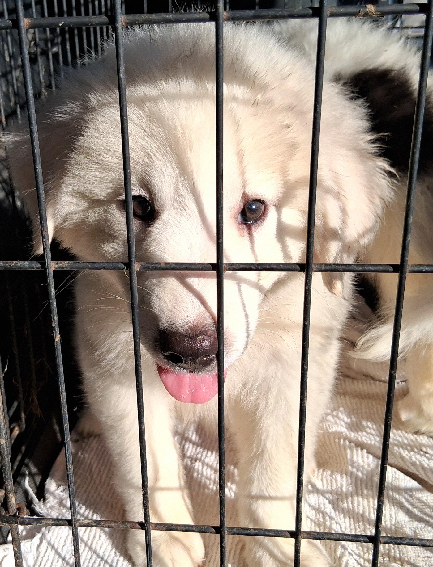 Oliver, a Adoptable mixed breed in Mcconnelsville, OH image 2/2