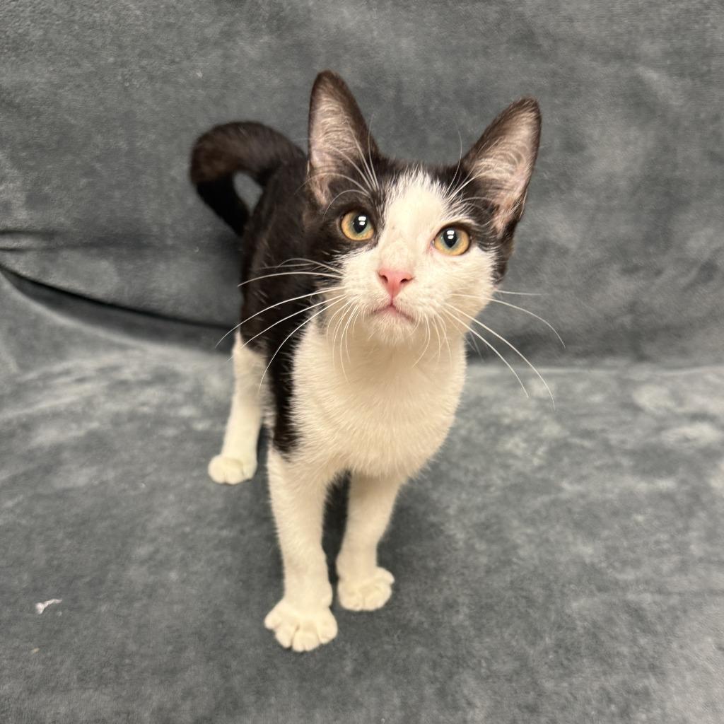 Enlarge Oreo, a Adoptable mixed breed in Brenham, TX image 2/6