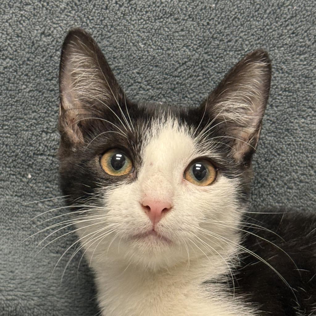 Oreo, Adoptable, Kitten Female Domestic Short Hair.