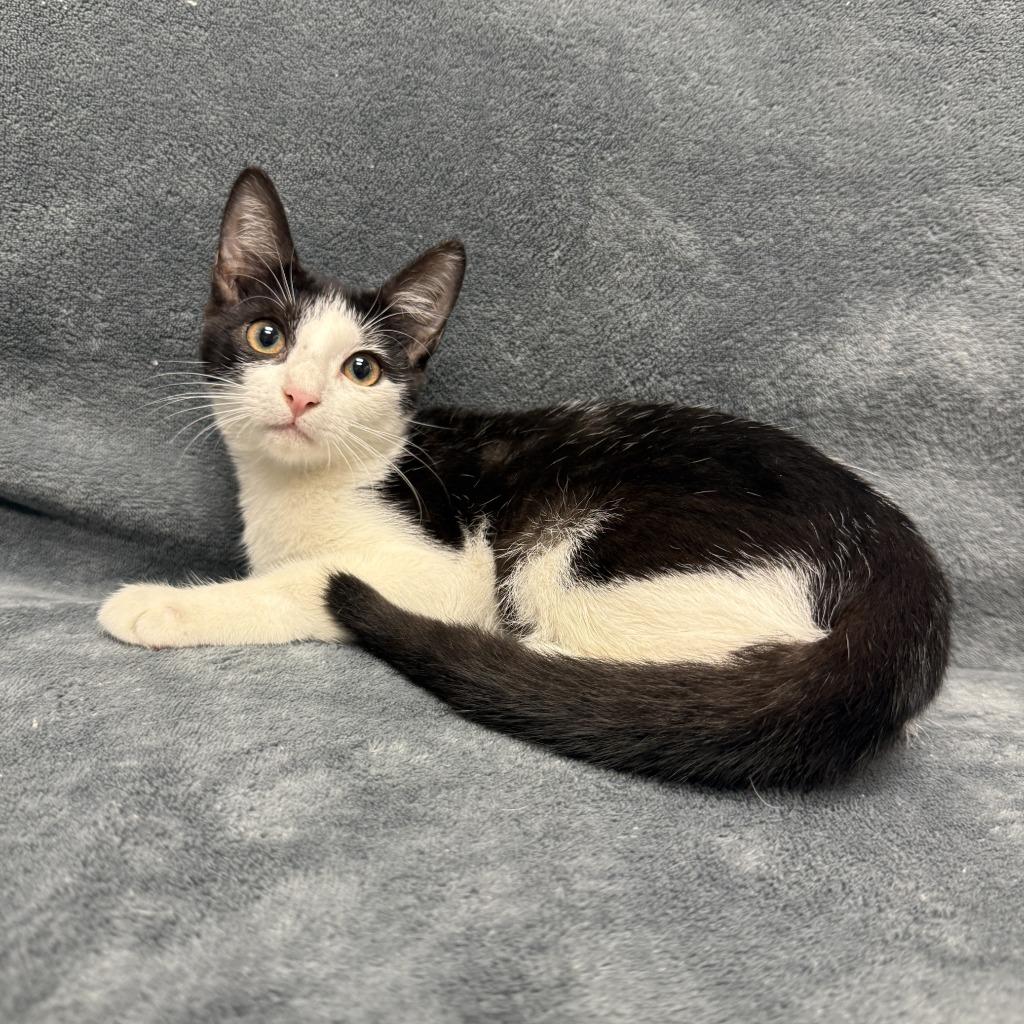 Enlarge Oreo, a Adoptable mixed breed in Brenham, TX image 3/6