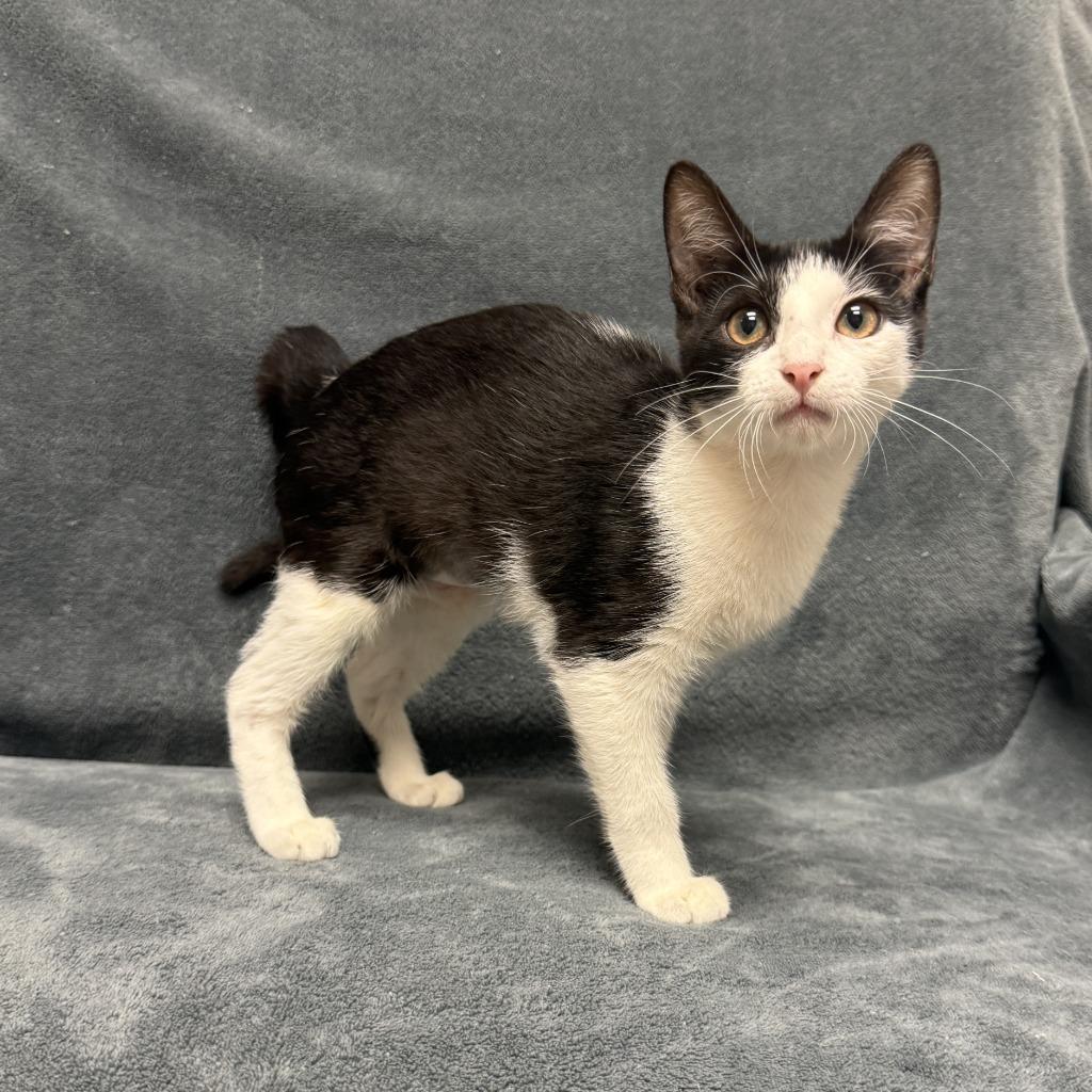 Enlarge Oreo, a Adoptable mixed breed in Brenham, TX image 4/6