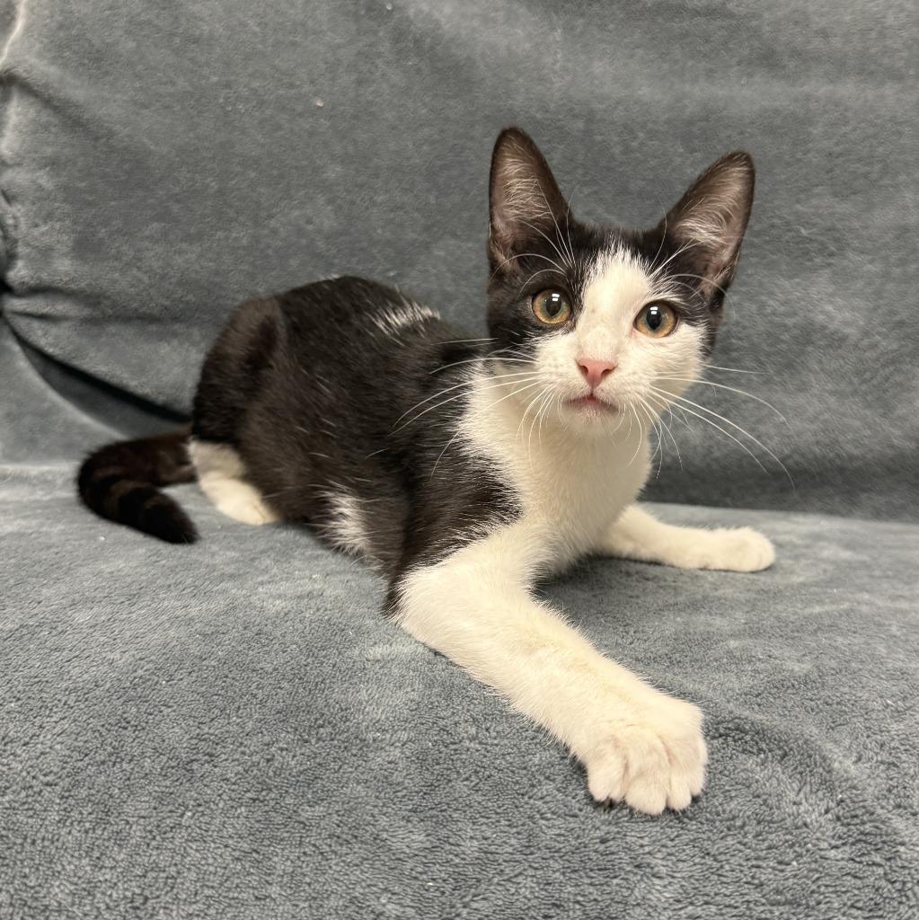 Enlarge Oreo, a Adoptable mixed breed in Brenham, TX image 5/6