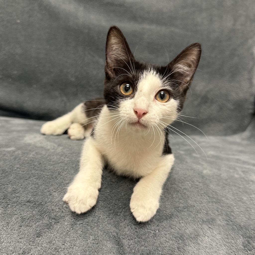 Enlarge Oreo, a Adoptable mixed breed in Brenham, TX image 6/6