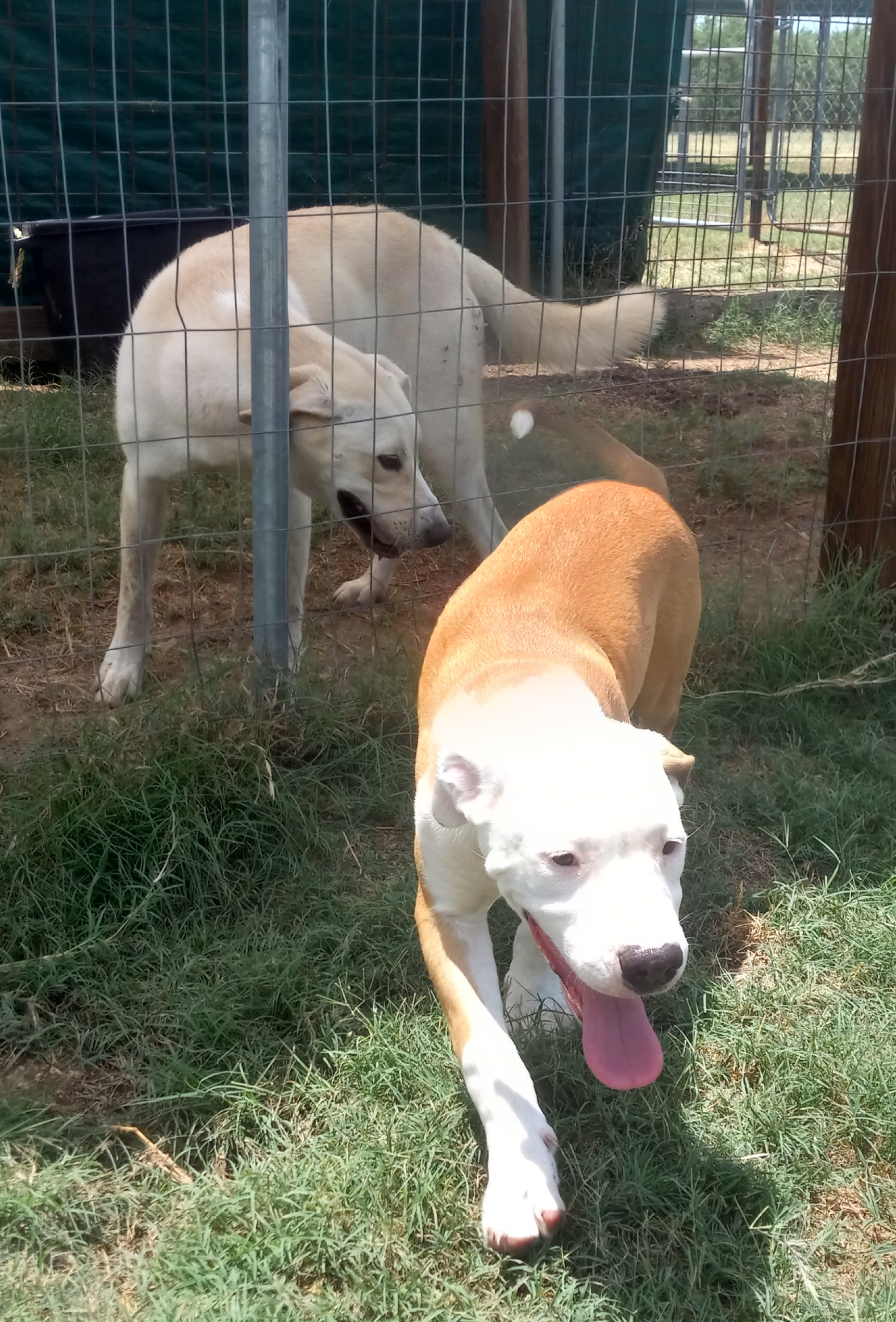 Hombre, a Adoptable mixed breed in Seguin, TX image 5/6