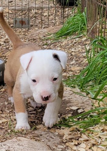 Hombre, a Adoptable mixed breed in Seguin, TX image 6/6