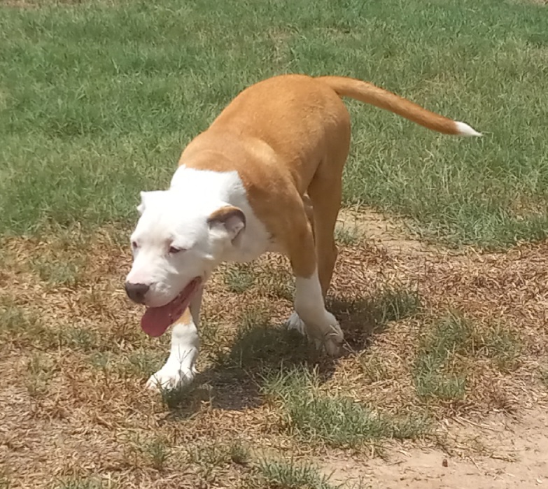 Hombre, a Adoptable mixed breed in Seguin, TX image 2/6