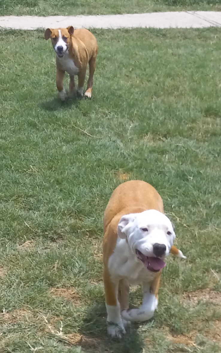 Hombre, a Adoptable mixed breed in Seguin, TX image 3/6