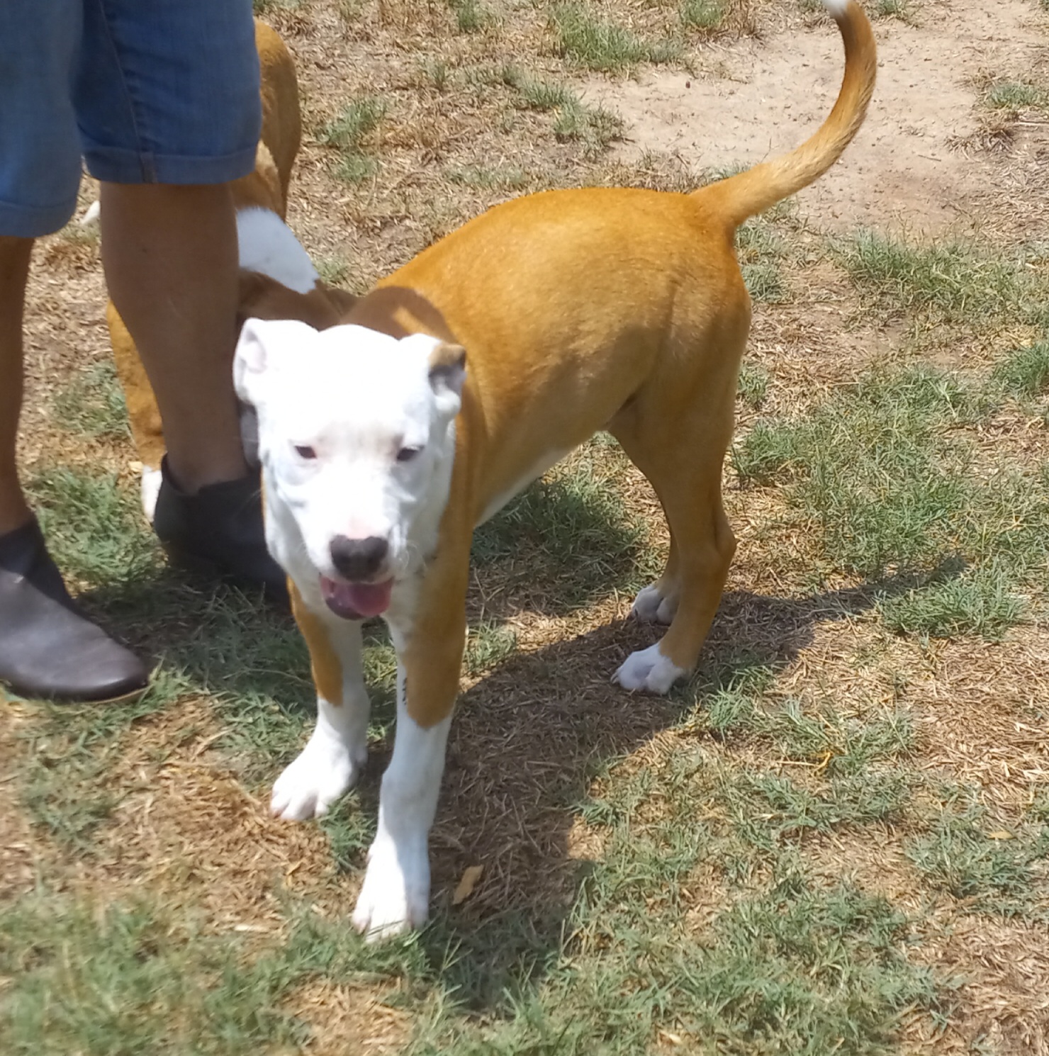 Hombre, Adoptable, Puppy Male Pit Bull Terrier & Mixed Breed.