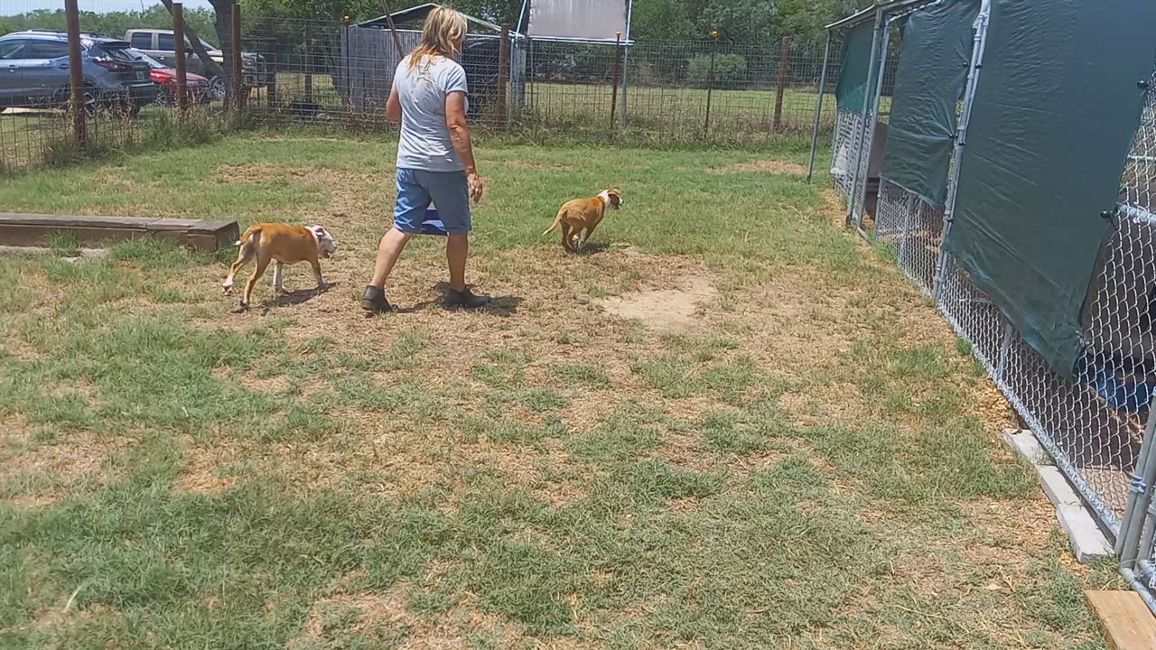 Enlarge Hombre, a Adoptable mixed breed in Seguin, TX video 4/6