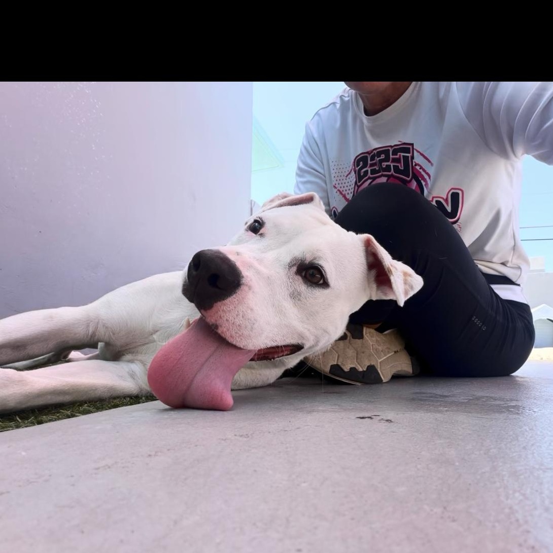 zephyr, a ADOPTABLE mixed breed in Coconut Creek, FL image 2/2