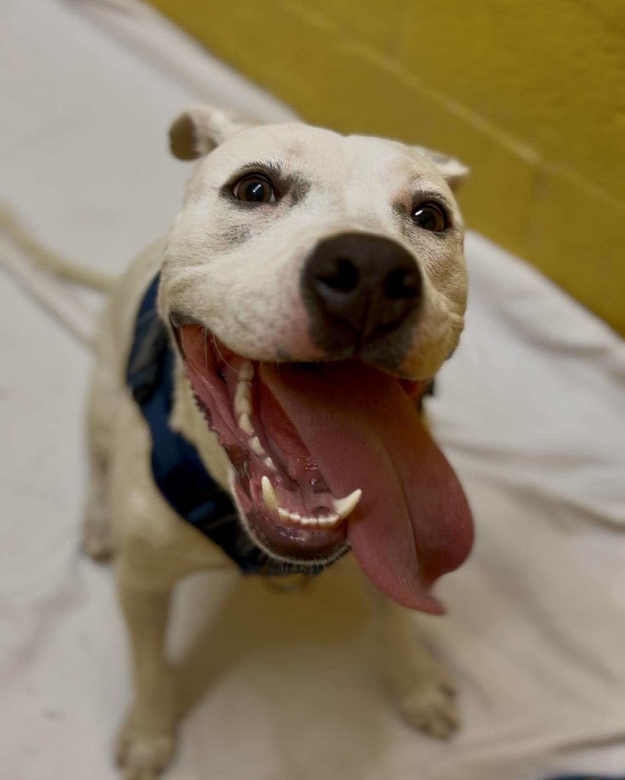 zephyr, ADOPTABLE, Young Male Labrador Retriever & American Bulldog.