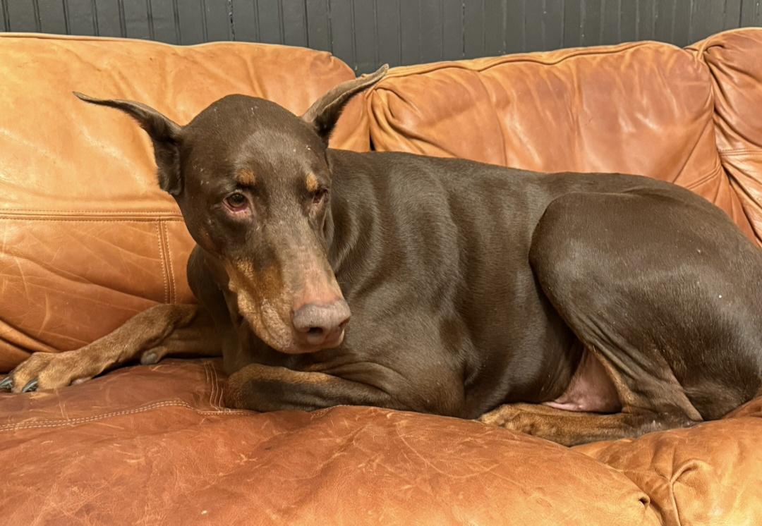 Apollo, a ADOPTABLE Doberman Pinscher in Battle Creek, MI image 5/6