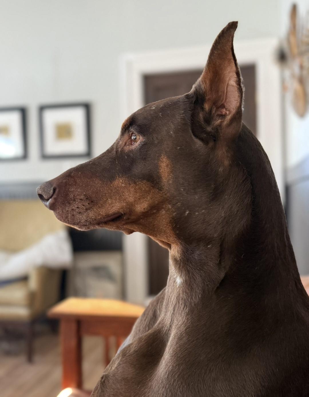 Apollo, a ADOPTABLE Doberman Pinscher in Battle Creek, MI image 1/6
