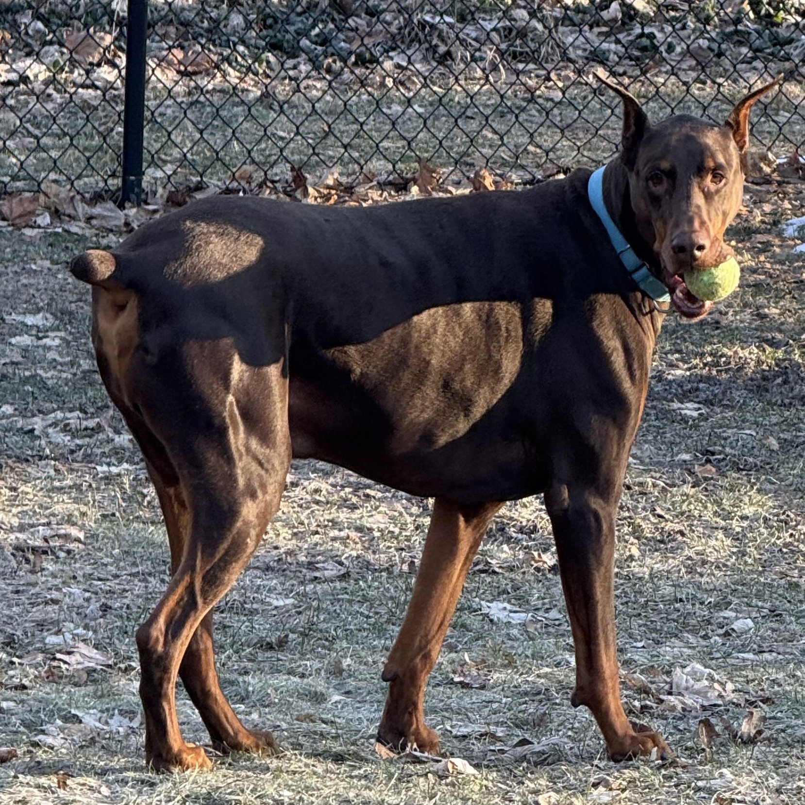 Apollo, a ADOPTABLE Doberman Pinscher in Battle Creek, MI image 3/6
