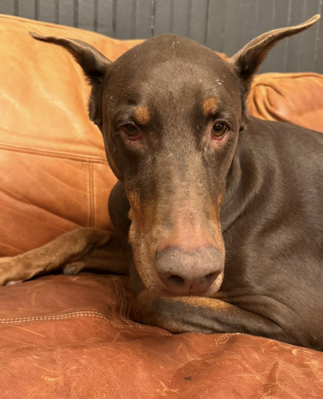 Apollo, a ADOPTABLE Doberman Pinscher in Battle Creek, MI image 2/6