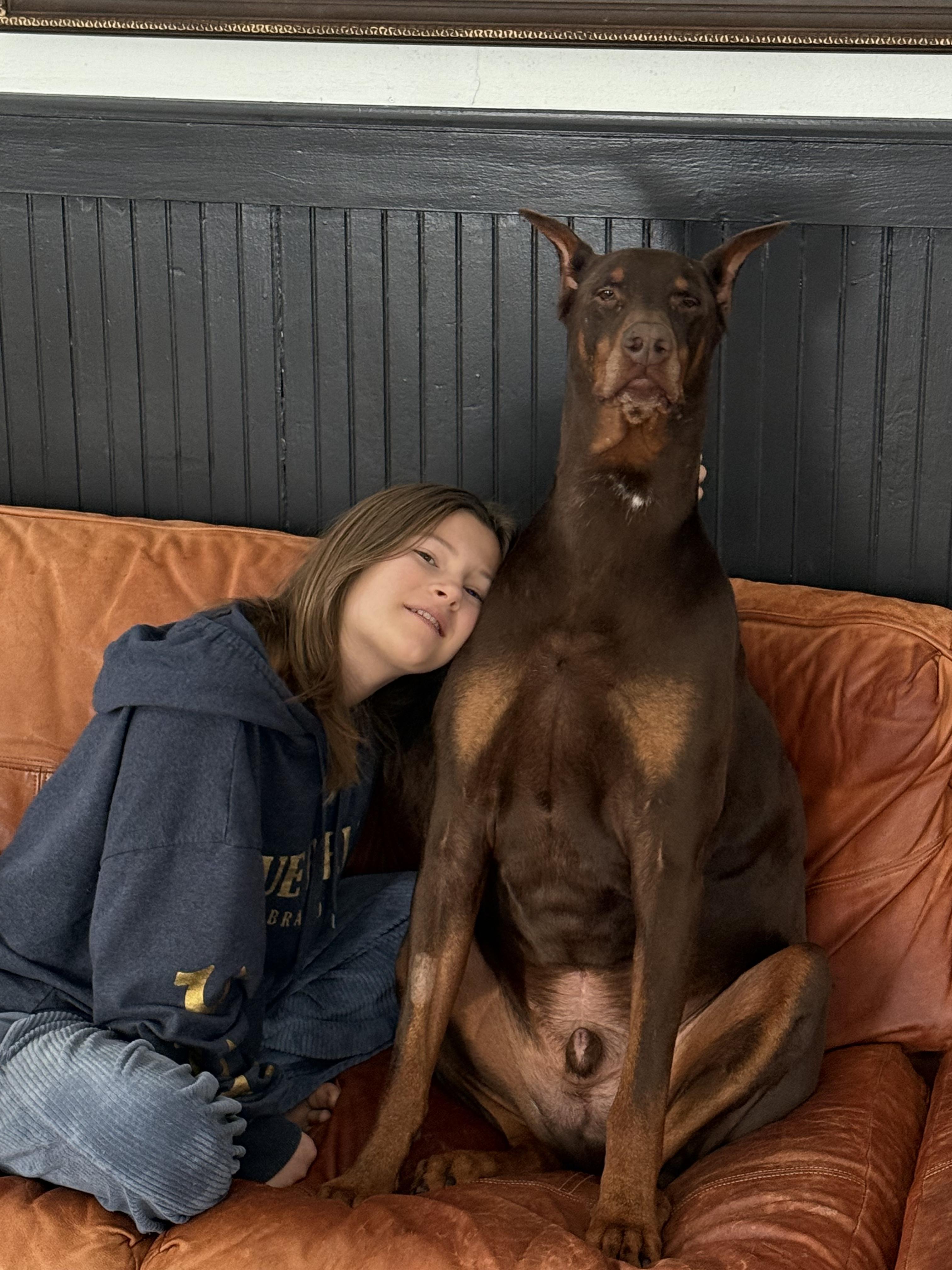 Apollo, a ADOPTABLE Doberman Pinscher in Battle Creek, MI image 6/6