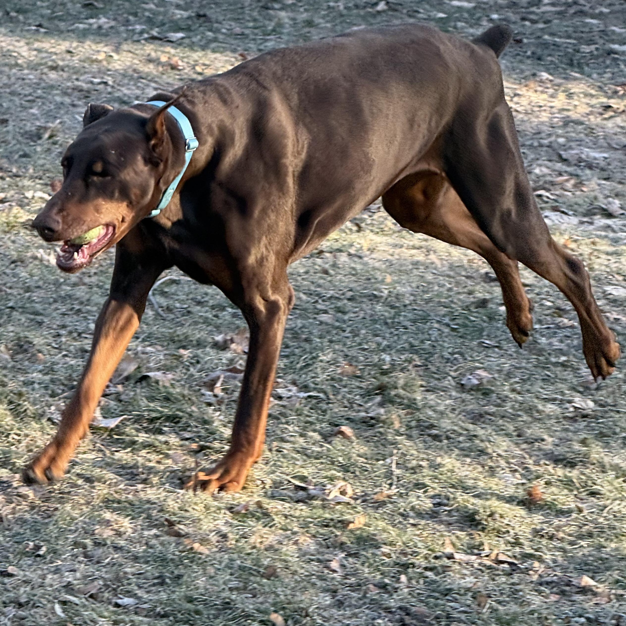 Apollo, a ADOPTABLE Doberman Pinscher in Battle Creek, MI image 4/6