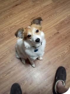 Enlarge Fluffy, an adoption pending mixed breed in Boston, MA image 4/5