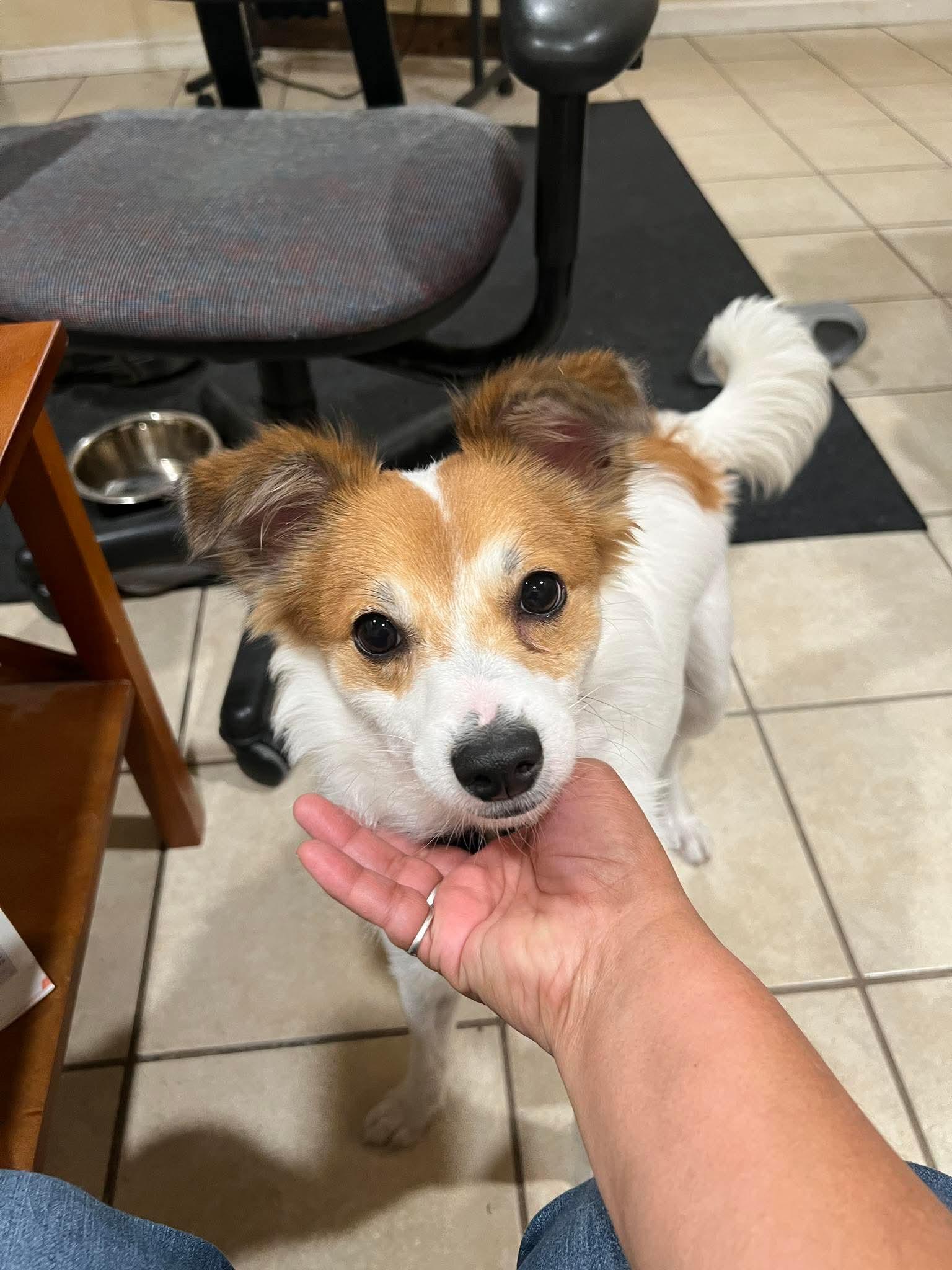 Enlarge Fluffy, an adoption pending mixed breed in Boston, MA image 3/5