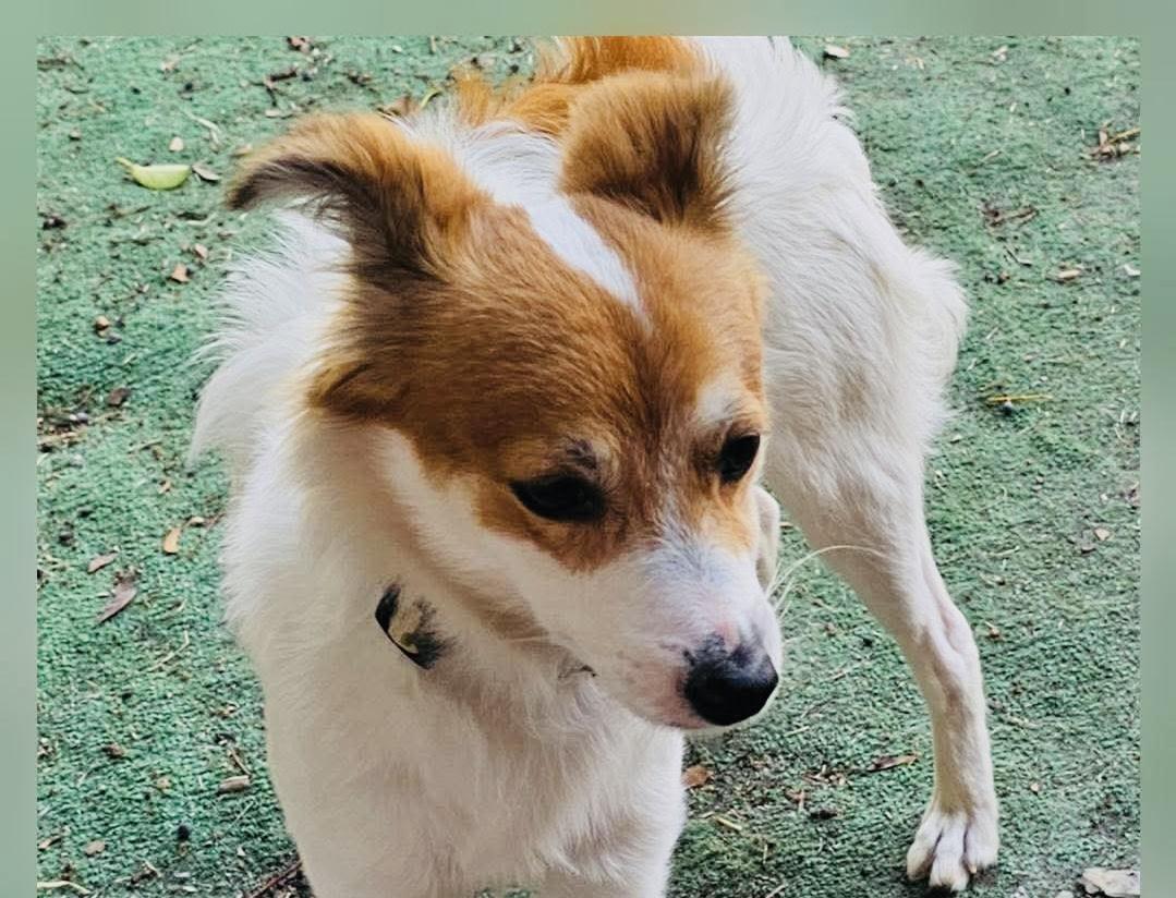 Enlarge Fluffy, an adoption pending mixed breed in Boston, MA image 2/5